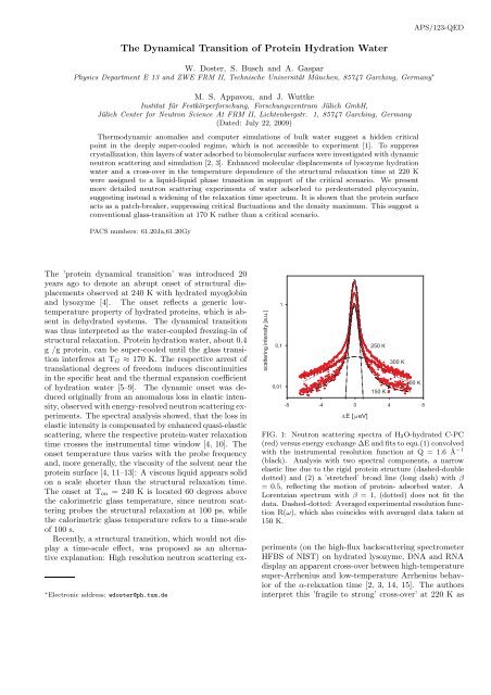 The Dynamical Transition of Protein Hydration Water - E13 - TUM