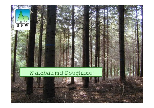 Waldbau mit Douglasie - BFW
