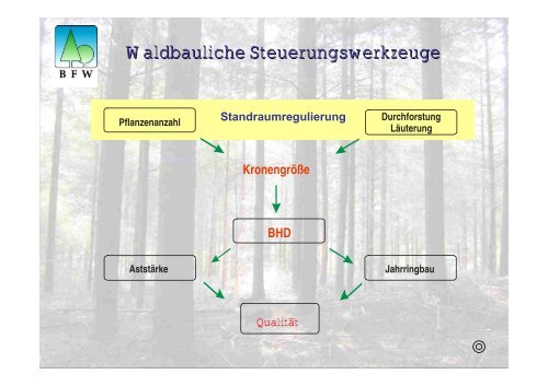 Waldbau mit Douglasie - BFW