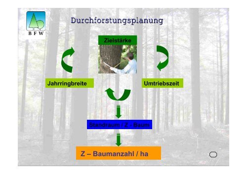 Waldbau mit Douglasie - BFW