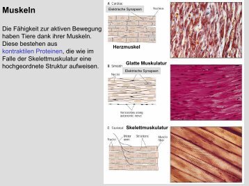 Muskeln - Institut für Biologie und Neurobiologie, FU Berlin