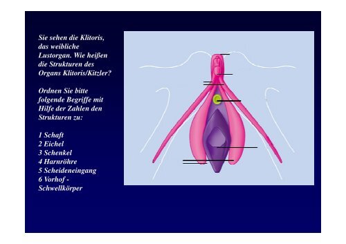 Klitoris, die unbekannte Schöne - Österreichische Gesellschaft für ...