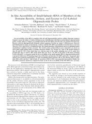 In Situ Accessibility of Small-Subunit rRNA of Members of the ...