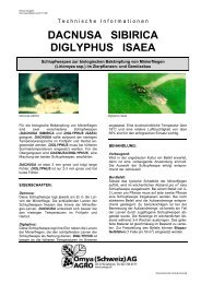 DACNUSA SIBIRICA DIGLYPHUS ISAEA - Omya Agro