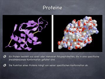 PowerPoint-Präsentation - Proteine. - Israng.ch