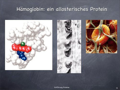 PowerPoint-Präsentation - Proteine. - Israng.ch