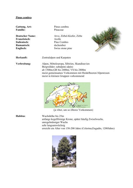 Zirbelkiefer 150 Samen Pinus Cembra Arve arbe Zirbe Pinie Zirbel Kiefer
