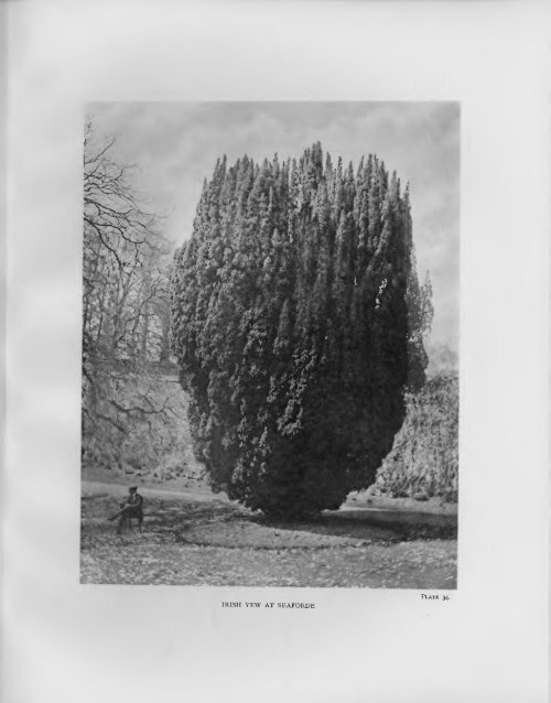 the trees of great britain & ireland - Facsimile Books & other digitally ...
