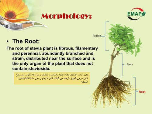 Stevia-EMAP