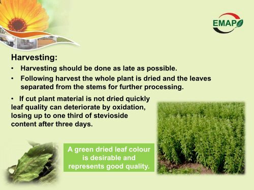 Stevia-EMAP