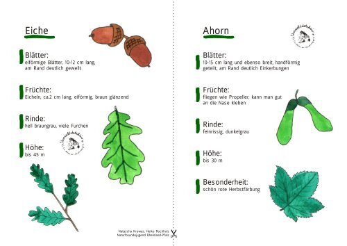 Eiche Ahorn - Naturfreundejugend Rheinland-Pfalz