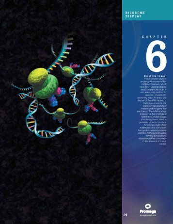 Chapter 6, Ribosome Display, In Vitro Expression Guide ... - Promega