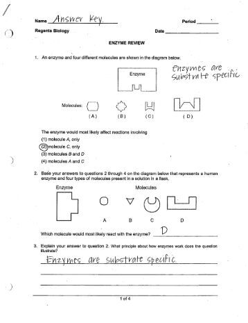 28 Bio Enzymes Worksheet Answers - Notutahituq Worksheet Information