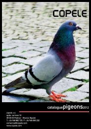 Pigeons - Copele