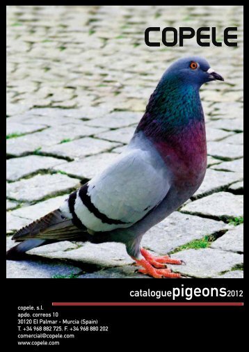 Pigeons - Copele