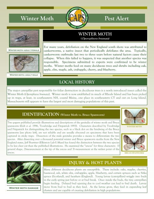 Nys Moth Insect New York Insect Identification