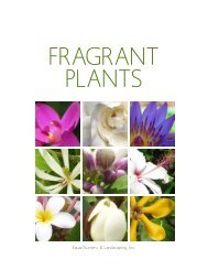 Fragrant plants - Kauai Nursery & Landscaping, Inc.