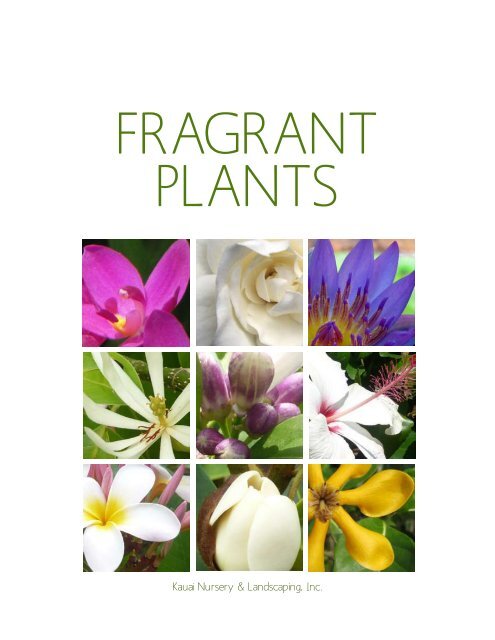 Fragrant plants - Kauai Nursery & Landscaping, Inc.