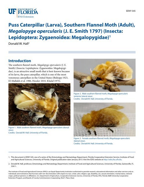 Puss Caterpillar (Larva), Southern Flannel Moth (Adult ...