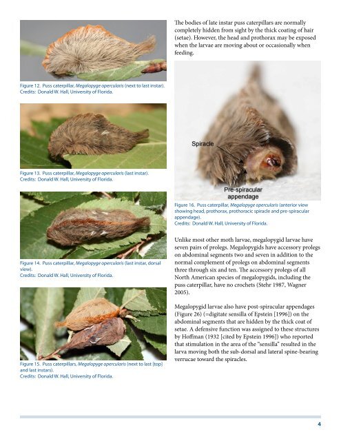 Puss Caterpillar (Larva), Southern Flannel Moth (Adult ...