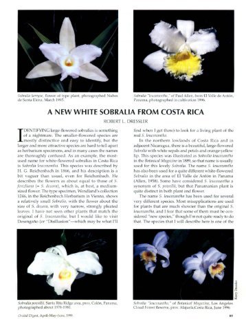 A NEW WHITE SOBRALIA FROM COSTA RICA - Epidendra