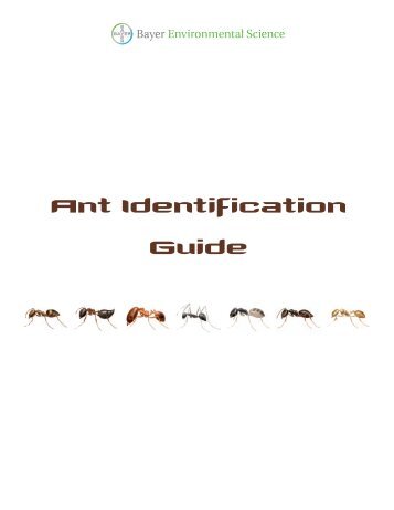 Ant Identification Guide - Backed by Bayer