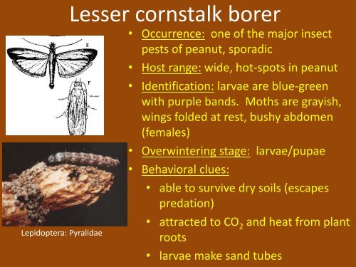 Below-ground Insect Pests of Peanuts