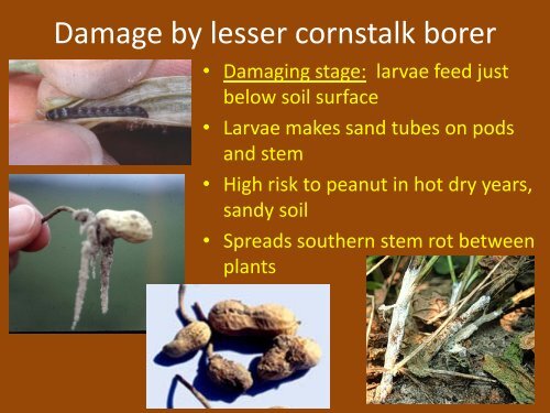 Below-ground Insect Pests of Peanuts