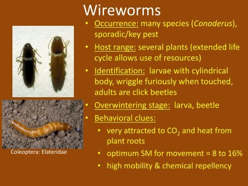 Below-ground Insect Pests of Peanuts