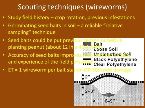 Below-ground Insect Pests of Peanuts