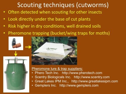 Below-ground Insect Pests of Peanuts