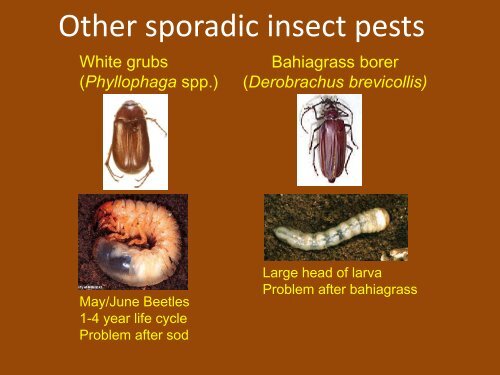 Below-ground Insect Pests of Peanuts