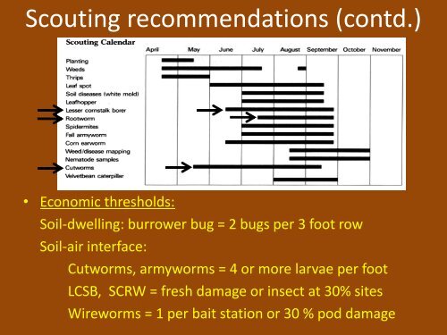 Below-ground Insect Pests of Peanuts