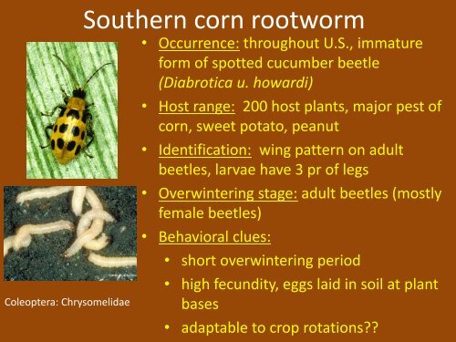 Below-ground Insect Pests of Peanuts