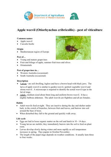 Apple weevil (Otiorhynchus cribricollis) - pest of viticulture