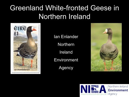 Anser albifrons flavirostris – Greenland white-fronted goose - GWFG ...