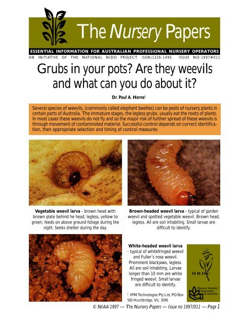 https://img.yumpu.com/11259511/1/500x640/grubs-in-your-pots-are-they-weevils-and-what-can-you-do-about-it.jpg