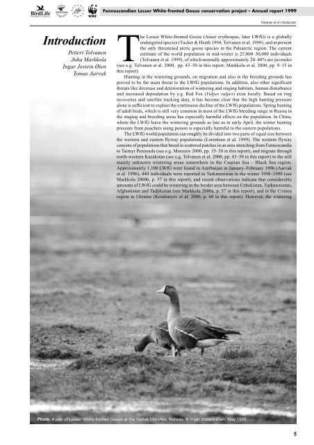 Fennoscandian Lesser White-fronted Goose conservation project ...
