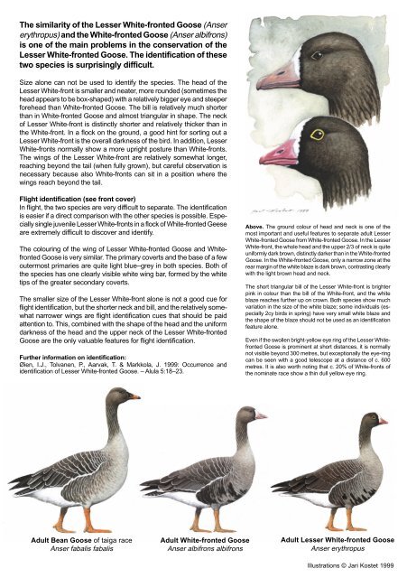 Fennoscandian Lesser White-fronted Goose conservation project ...