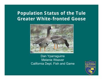 Population Status of the Tule Greater White-fronted Goose