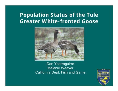 Population Status of the Tule Greater White-fronted Goose