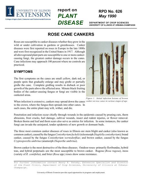 Canker Disease Caused By