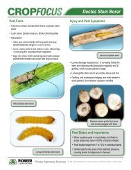 Dectes Stem Borer - Pioneer