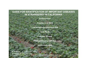 Guide for Identification of Important Diseases in Strawberry