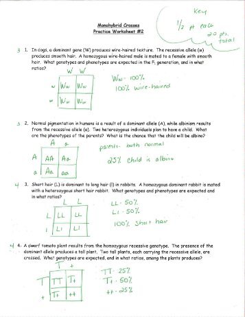 Dihybrid Cross Worksheet Answer Key Biology — Villardigital Library For