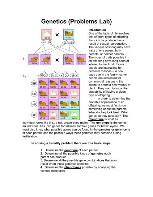 Genetics (Problems Lab)