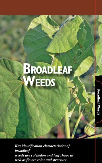 Broadleaf Weeds - The Iowa Soybean Association