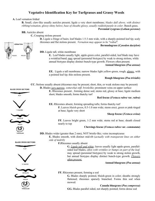 vegetative key to turfgrasses