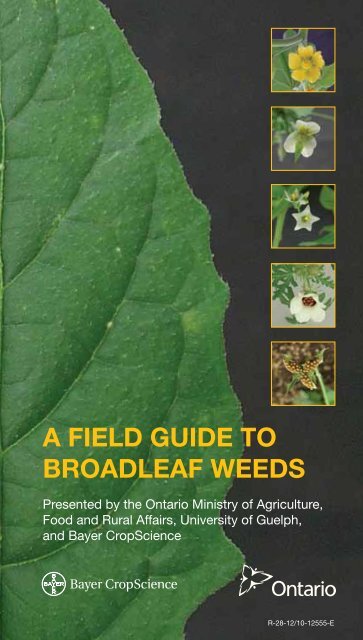 A FIELD GUIDE TO BROADLEAF WEEDS - Bayer CropScience