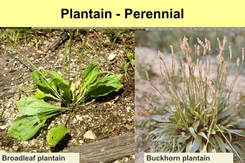 Weed Identification for NRCA - Purdue Agriculture - Purdue University